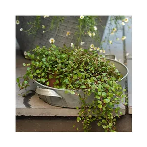 Plateau de jardinière de conception fabriqué en usine en Inde Fabricant en gros de jardinières décoratives en métal fini sur mesure Fournisseur de jardinières de l'Inde - Product Image 2