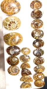 อัญมณีแอมโมไนต์สีเหลืองธรรมชาติทรงหลวมตัดเป็นรูปวงรีฟรีไซส์ - Product Image 2