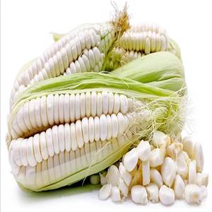 Maïs blanc pour l'alimentation des animaux Maïs blanc brésilien Meilleur prix Maïs blanc bon marché en vente de gros - Product Image 1