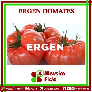 Ergen F1 villaggio piantina di pomodoro - Product Image 2