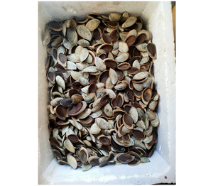 Conchas de Caracol de mariscos secos, conchas de Caracol opercuum/LAMBIS MUREX, venta directa y al por mayor - Product Image 2