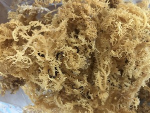 <b>Sea</b> <b>Moss</b> for Export Manufactures by Vietnam Made From Natural <b>Sea</b> <b>Moss</b> With Best Price/ Lily - Product Image 3