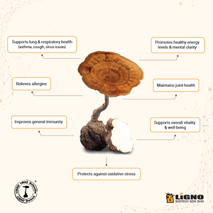 LiGNO TM02 ®   Hongo Leche de Tigre de Malasia, Nutracéutico Certificado por GMP, Apoyo Inmunológico y Energético, Polvo Funcional OEM ODM - Product Image 5