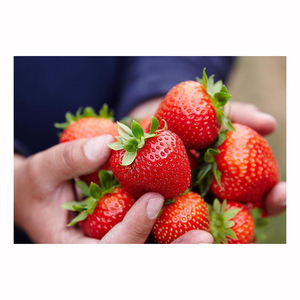 Fresas tropicales dulces, frutos rojos frescos y maduros, productos premium, suministro al por mayor a granel, exportadores naturales - Product Image 2