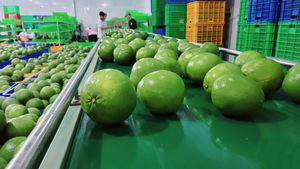 Precio muy competitivo zumo de pomelo cítricos para exportación fruta pumelo origen Vietnam - Product Image 5
