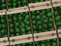 Premium Fuerte Variëteit Rijpe Tropische Subtropische Verse Avocado's Vlees 100% Natuurlijk Romig Vietnamese Oorsprong 10kg/doos