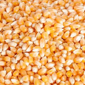 Maíz Amarillo Blanco Seco para Alimentación Animal, Maíz Maduro No Glutinoso a Granel - Product Image 2