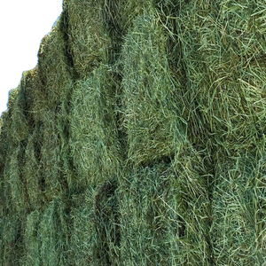 Venta al por mayor de heno de alfalfa alimento proteico sostenible a base de hierba para ganado porcino caballo complementado con maíz - Product Image 5