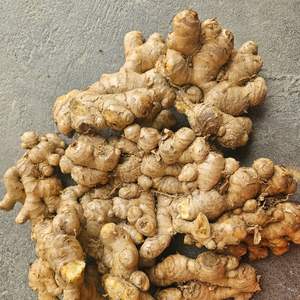 Racine de gingembre fraîche du Vietnam saveur forte pour la préparation des aliments de thé de mélanges à base de plantes - Product Image 6