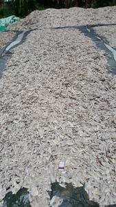 กระดูกปลาหมึก - กระดูกปลาหมึก ราคาถูกที่สุดจากเวียดนาม - Product Image 6