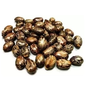 Noyau de ricin brut d'épices simples de couleur brune en gros de qualité supérieure/graines de ricin à des fins de fabrication d'huile - Product Image 4