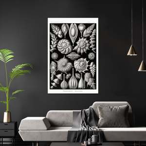 งานศิลปะโปสเตอร์ Kammerlinge ของ E. Haeckel รูปแบบศิลปะจากธรรมชาติ แผ่นที่ 81 ศิลปะติดผนังบนกระดาษ - Product Image 2