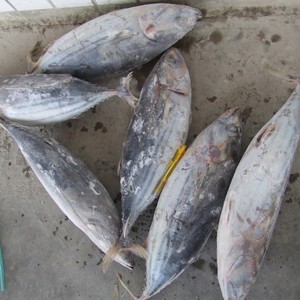 Organic 10kg Skipjack Tuna Fish Frozen Whole <b>Box</b>/Bag/Bottle Packaging Includes Fillet Part Skipjack - Product Image 4