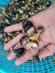 Việt Nam đông lạnh Moon Apple <span class=keywords><strong>SNAIL</strong></span> thịt giá tốt nhất nấu chín Apple <span class=keywords><strong>SNAIL</strong></span> cho nhà hàng - Product Image 5