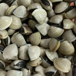 Almeja entera congelada de alto estándar IQF Paquete al vacío Exportación de Vietnam Precio competitivo Proveedor al por mayor Mariscos frescos Mariscos 24 - Product Image 2