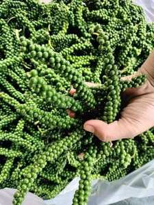 พริกไทยเขียวสดเกรดพรีเมียมติดก้าน ผู้จัดจำหน่ายจากเวียดนามสำหรับผู้ซื้อระดับสากล - Product Image 4