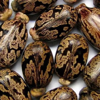 Achetez des graines de ricin en ligne en vrac, germination rapide, 100% naturelles, graines de ricin pures avec une durée de conservation de 2 ans pour la cuisson