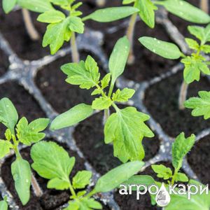 Nhựa cây giống khay 70 tế bào vuông 53cm x27.5cm 53ml mỗi tế bào thoát nước lỗ tái sử dụng multi-mùa - Product Image 3