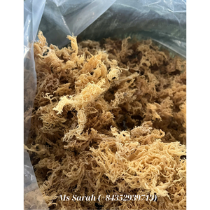 99 Gold Data Vietnam: Bon prix sur les algues séchées naturelles-SEAMOSS & EUCHEUMA COTTONII. - Product Image 2