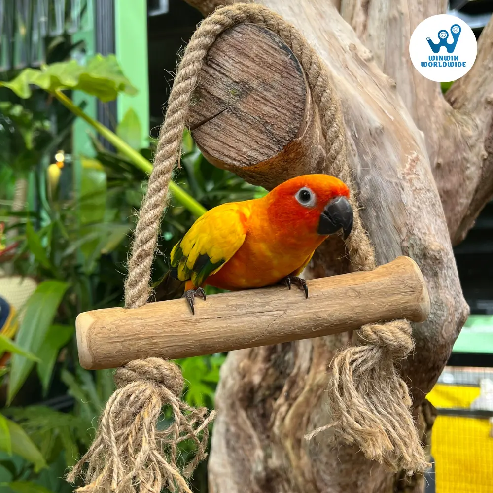 Java Wood Bird Swing Bird Toys Long Lasting Bird Toy 4W Pet Relax And Safe Best Choice Durable In A Carton From Vietnam