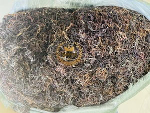 Algues marines séchées brutes 100% naturelles du Vietnam, haute qualité, bon prix, algues marines sauvages artisanales - Product Image 5