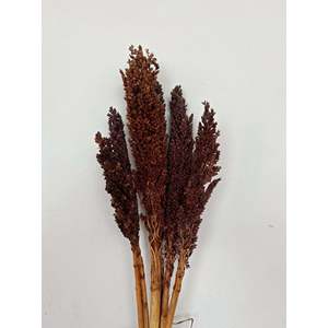 ดอกข้าวฟ่างแห้ง - Product Image 5