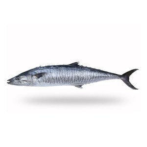 Stock frais de poisson-roi prêt pour l'achat en gros destiné aux marchés de détail et de services alimentaires - Product Image 4