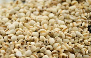 COIX SEED SUPERFOOD / TRADITIONAL HERBAL GRAIN / CLEAN LABEL / NATURAL ENERGY - Product Image 6