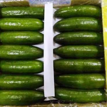 Organic Fresh Vegetable Cucumber
