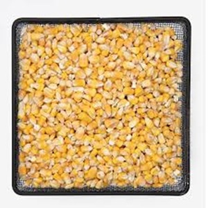 ข้าวโพดสีเหลือง70 72% สำหรับอุตสาหกรรมและการผลิตเอทานอลปริมาณแป้ง - Product Image 3
