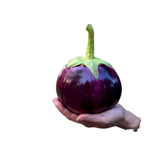 Aubergine fraîche-QUALITÉ SUPÉRIEURE AVEC OFFRE AU MEILLEUR PRIX DU VIETNAM/VENTE EN GROS 2023/NOUVELLE CULTURE - Product Image 4