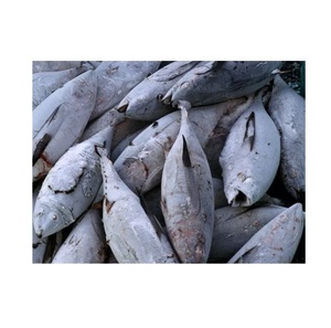 Atún congelado a granel a la venta, perfecto para proveedores de servicios de alimentos y minoristas que buscan mariscos frescos - Product Image 6