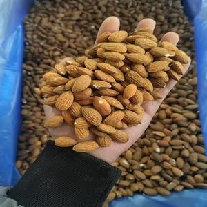 Amandes du Cachemire de qualité supérieure, cuites à coque dure, fruits secs bruts, collation saine - Product Image 3