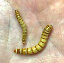 FÓRMULA BOTÁNICA PURA DE GUSANA CON HOJA DE TERMINALIA CATAPPA PARA APOYO INMUNE - Product Image 6