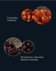 ขนมตูลุมบาตุรกีพรีเมียม ขนมหวานทอดเคลือบน้ำเชื่อมแบบดั้งเดิม บรรจุกล่อง อาหารฮาลาล พร้อมรับประทาน ทำด้วยมือ - Product Image 1