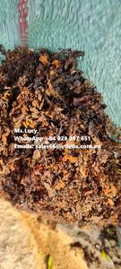 Raw Sargassum From Vietnam Dried Sargassum <b>Seaweed</b> for Export Ms. Lily +84 906927736 - Product Image 4