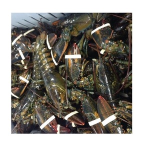 Meilleur prix d'usine, vente chaude, qualité supérieure / Abordables queues de homard congelées, emballage style FROZEN, en vente - Product Image 5