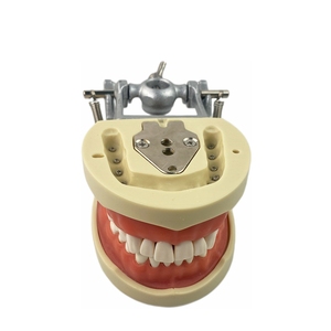 Modelo de Diente Permanente Estándar Dental de Resina TM-A10 - Product Image 4