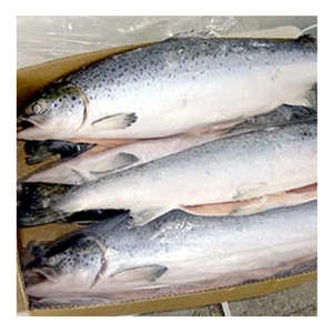 Venta al por mayor de salmón del Atlántico, pescado fresco entero / filetes, pedido personalizado al por mayor - Product Image 2