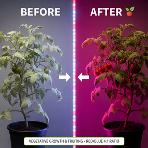 Tira de Luz LED SMD5050 de 12V 4:1 Rojo Azul - Luz LED para Cultivo de Plantas en Interiores, Agricultura Vertical e Hidroponía - Product Image 5