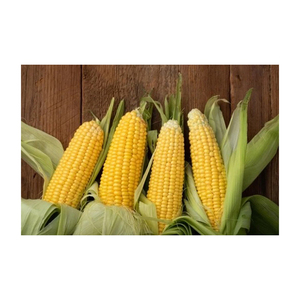 ข้าวโพดเหลือง/ข้าวโพดสําหรับอาหารสัตว์ที่มีอยู่ - Product Image 5