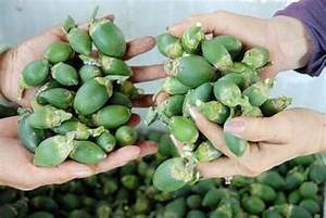 FRUTA ENTERA PREMIUM CONGELADA BETEL/ORIGEN DE PLANTA NATURAL/FÓRMULA DE ETIQUETA LIMPIA/CONSERVADORES CERO - Product Image 3