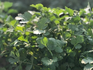 Semillas de Cilantro Moon Star Evergrow Anmol, 99% de Pureza, 85% de Germinación - Product Image 3