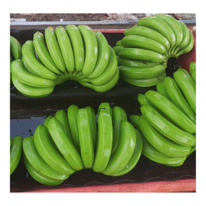 Green Cavendish Banana Fresh - Fresh Green Banana para exportación-Frutas y verduras frescas de Vietnam - Product Image 6
