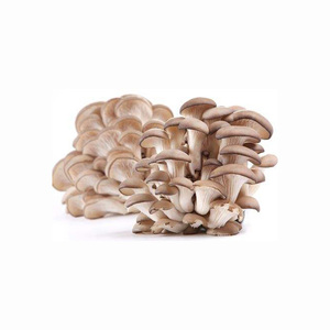 Venta directa de fábrica Hongo ostra seco fresco y saludable Producto nativo Nutrición Hongo ostra - Product Image 5