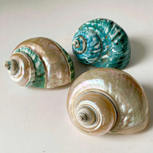 Exportation en gros en vrac de coquillage Turbo pour la décoration intérieure inspirée des côtes Accessoires faits à la main Décoration d'événement du fournisseur du Vietnam - Product Image 2