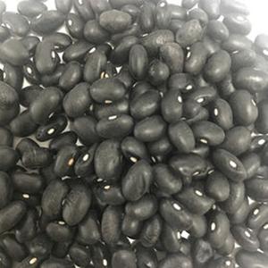 Frijoles Negros Pequeños/Grandes de Calidad de Exportación |   100% Puro, Limpio, de Primera Calidad, Orgánico, Ligero, con Puntos, Almacenado en Seco, 24 Días de Duración - Product Image 5