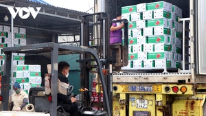 Carottes biologiques de haute qualité tranchées/coupées en morceaux/en dés et pelées cultivées en serre IQF congelées dans un emballage sous vide en vrac - Product Image 6