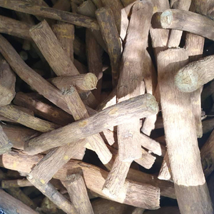 Massularia Acuminata - Product Image 1