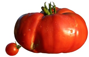 Vente en gros de légumes naturels tomates cuites naturelles fraîches top vente chaude cerise fraîche 100% tomate de qualité mûrie biologique, Fr - Product Image 5